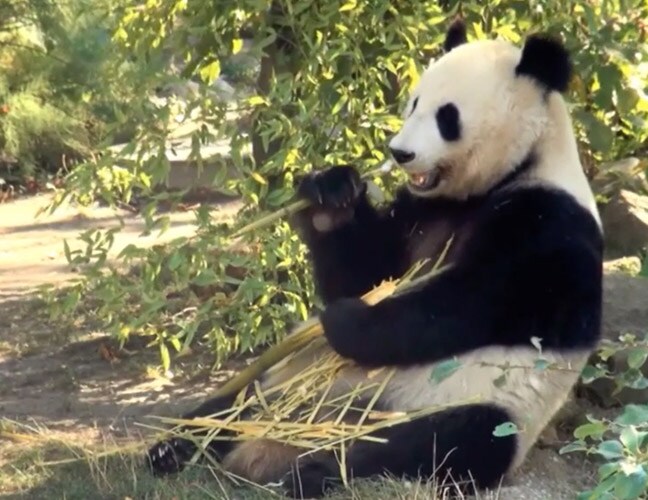 preview twee voor panda