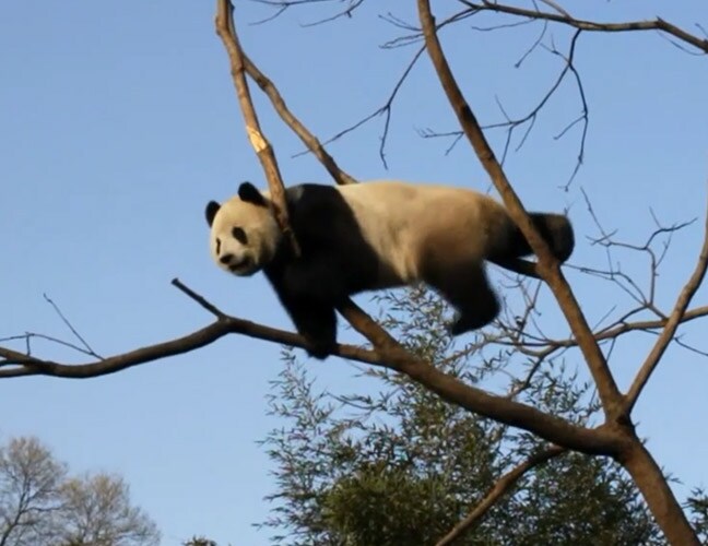 preview drie voor panda