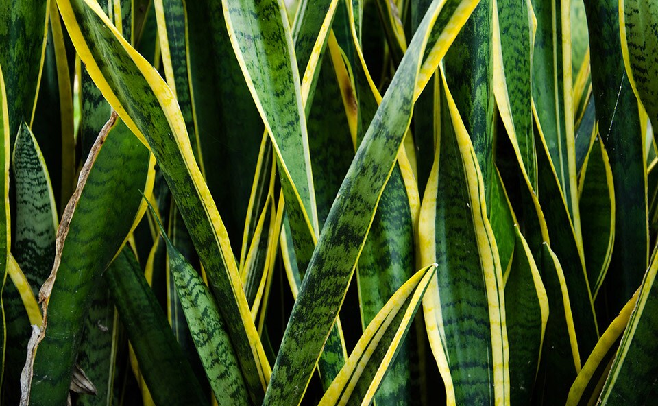 Sanseveria