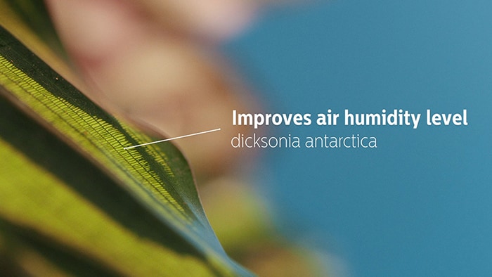 Improves air humidity level