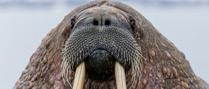 Close-up van een walrus die recht in de camera kijkt.