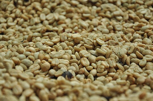 Arabica of Robusta