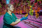 Tomatentelers in Verenigd Koninkrijk voltooien volledige groeicyclus met 100% Philips LED-verlichting