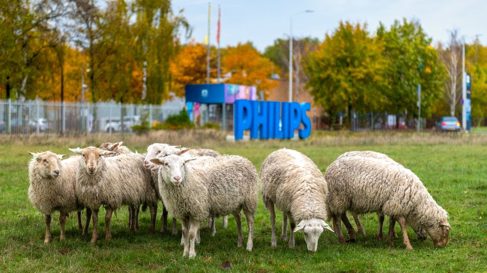 sheep in best header